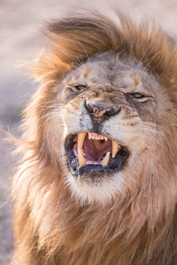 Image of roaring lion