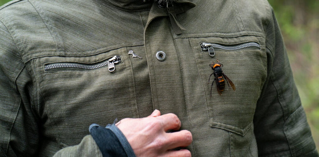 Image of Asian murder hornet on man's jacket