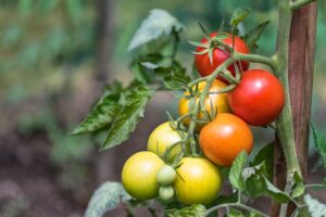 Picture of ripe and unripe tomatos on the same vine