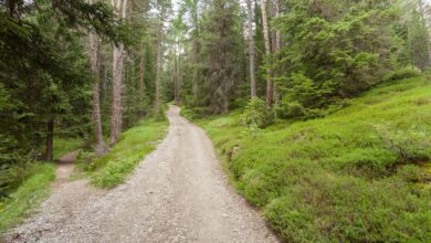 Image of a wide road and narrow path