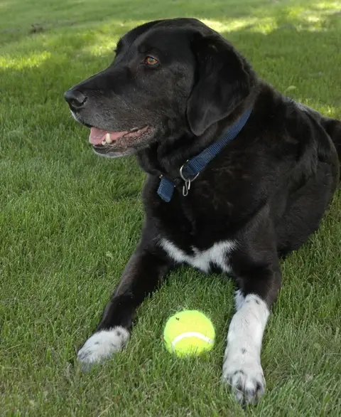 Greg Gerber's favorite dog, Dreamer.